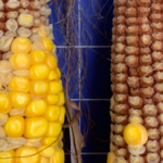 La situation du maïs aux États-Unis subit la plus forte détérioration depuis trois ans, alimentant les craintes d’inflation alimentaire