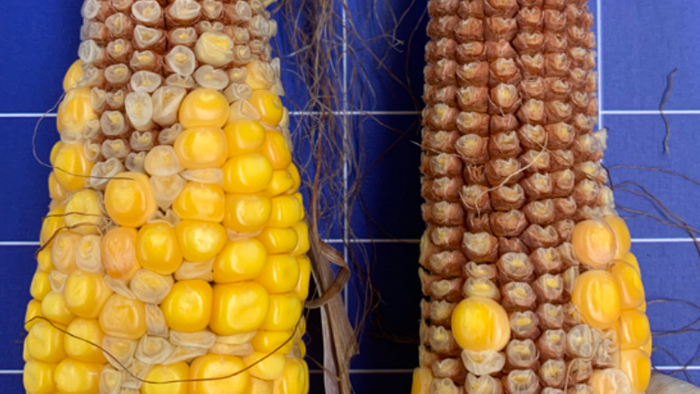 La situation du maïs aux États-Unis subit la plus forte détérioration depuis trois ans, alimentant les craintes d’inflation alimentaire
