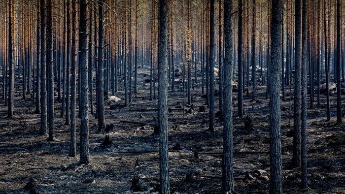 La dernière panique liée aux incendies de forêt est réfutée par les données
