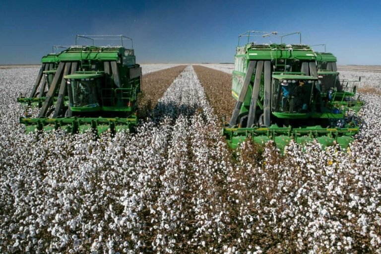 Le coton rebondit jusqu'à la fin du mois