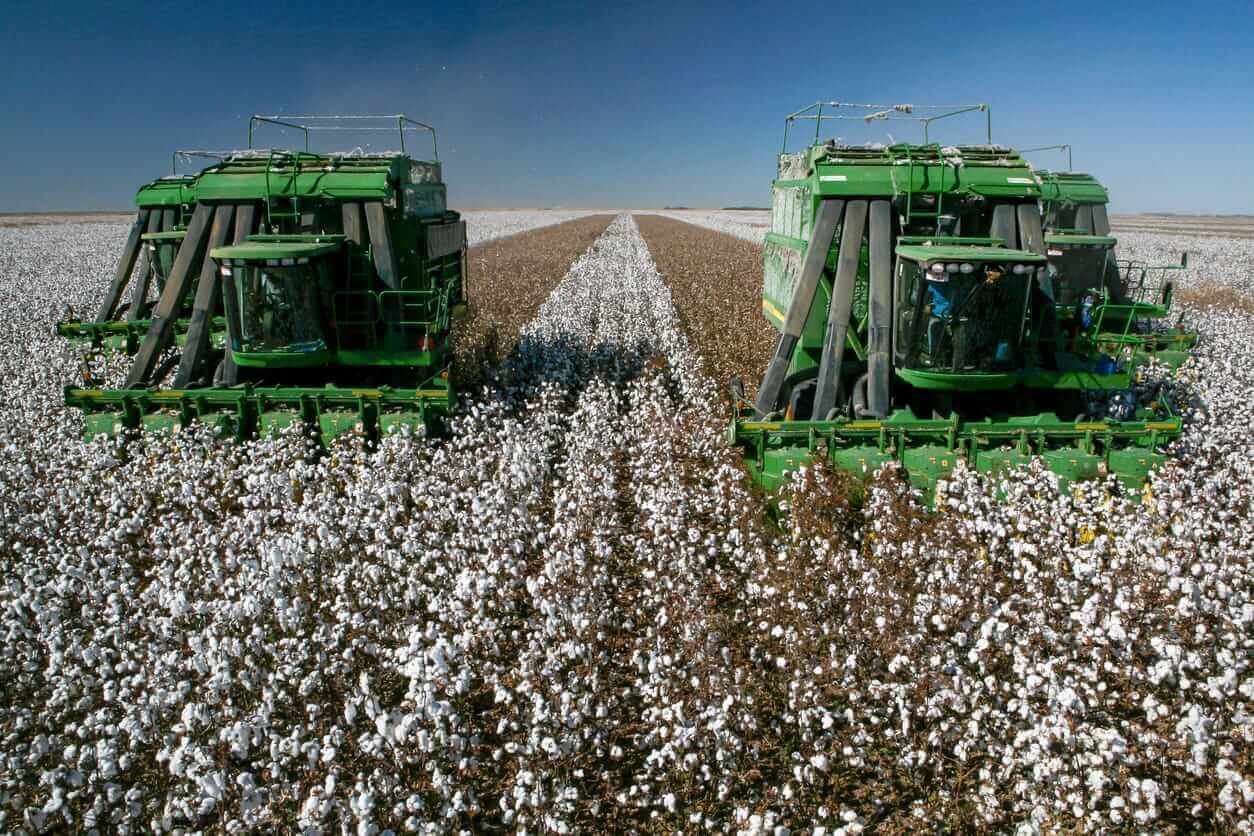 Le coton rebondit jusqu'à la fin du mois