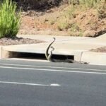 Deux serpents à sonnettes ont été filmés dans ce qui semblait être un match de lutte gracieux dans une rue…