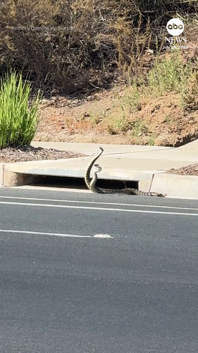 Deux serpents à sonnettes ont été filmés dans ce qui semblait être un match de lutte gracieux dans une rue…