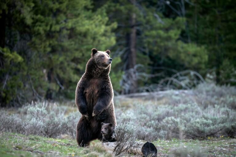 Un violent dénouement de l’IA se cache sous un marché boursier résilient : graphique du jour