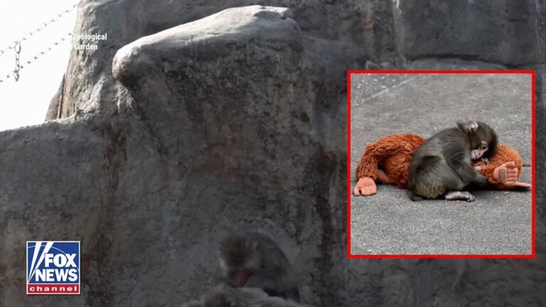Le bébé singe qui a conquis les cœurs du monde entier fête son premier anniversaire.
