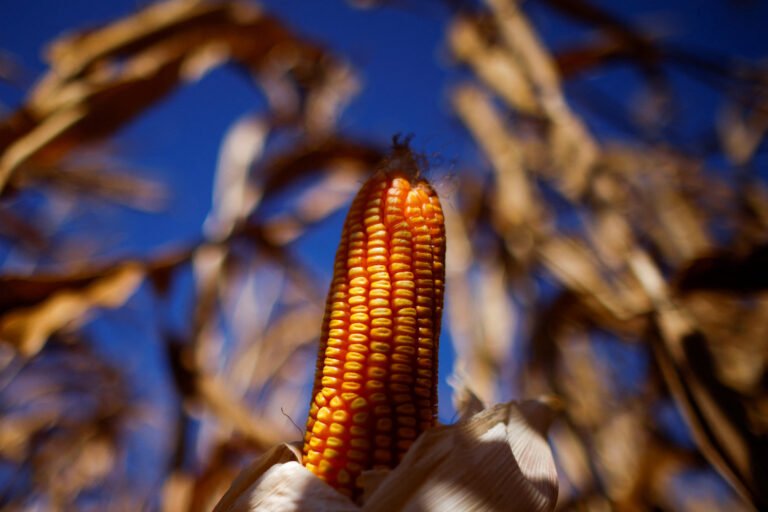 Un « Super El Niño » devrait encore peser sur les matières premières cette année