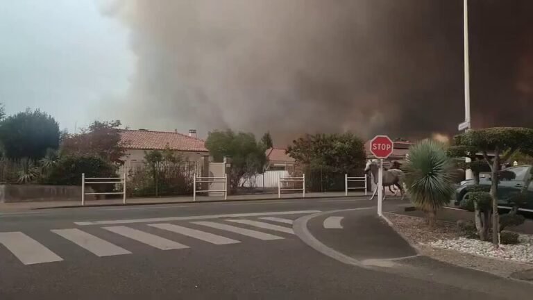 Plusieurs chevaux sont évacués alors que des incendies de forêt meurtriers ravagent le sud-ouest de la France.