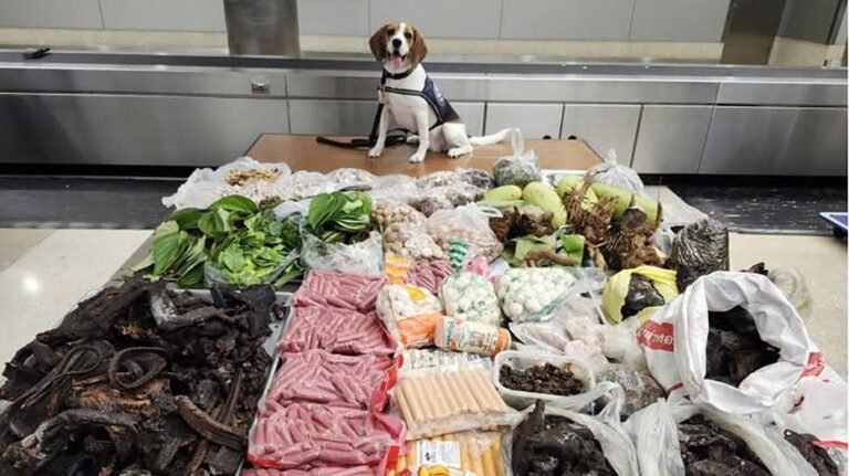 Border K9 renifle 99 livres de viande, de plantes et de varans interdits dans une valise en provenance de Thaïlande