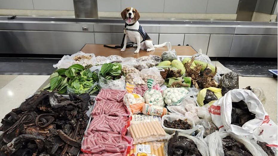 Border K9 renifle 99 livres de viande, de plantes et de varans interdits dans une valise en provenance de Thaïlande