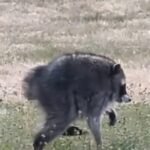 Le raton laveur viral à épines courtes Jimothy a été ajouté à l'économiseur d'écran défilant de la ville…