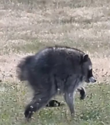 Le raton laveur viral à épines courtes Jimothy a été ajouté à l'économiseur d'écran défilant de la ville…