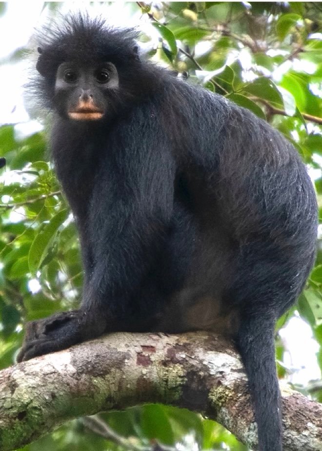 Les scientifiques identifient une nouvelle espèce de singe dans la forêt tropicale du Congo – la cinquième…