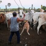 Le ministère de l'Agriculture a annoncé vendredi une réouverture progressive de la frontière sud aux…
