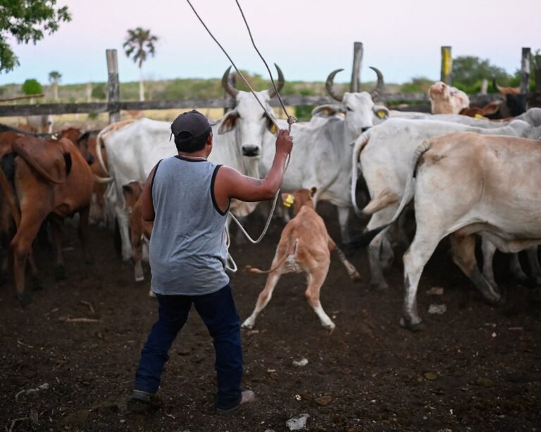 Le ministère de l'Agriculture a annoncé vendredi une réouverture progressive de la frontière sud aux…