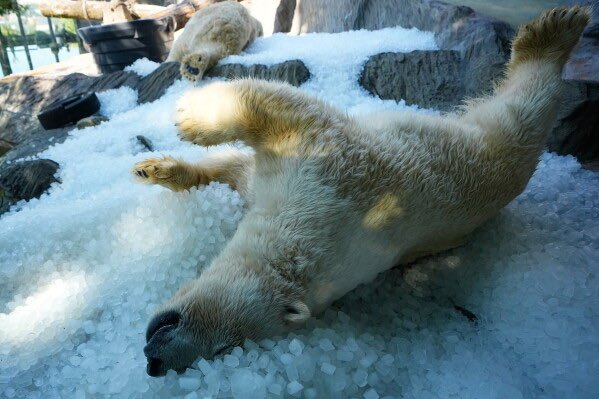 Le zoo de Prague déverse plusieurs milliers de kilos de glace dans les enclos des ours polaires alors…