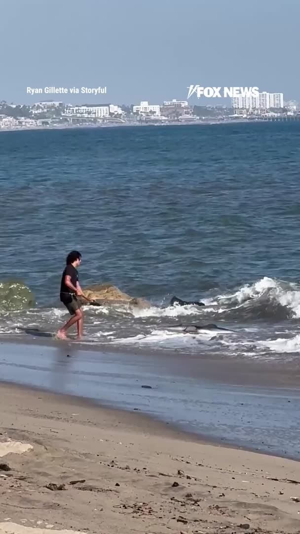 Un pêcheur étourdit les baigneurs de Los Angeles après avoir attrapé un requin, l'avoir décroché à la main…