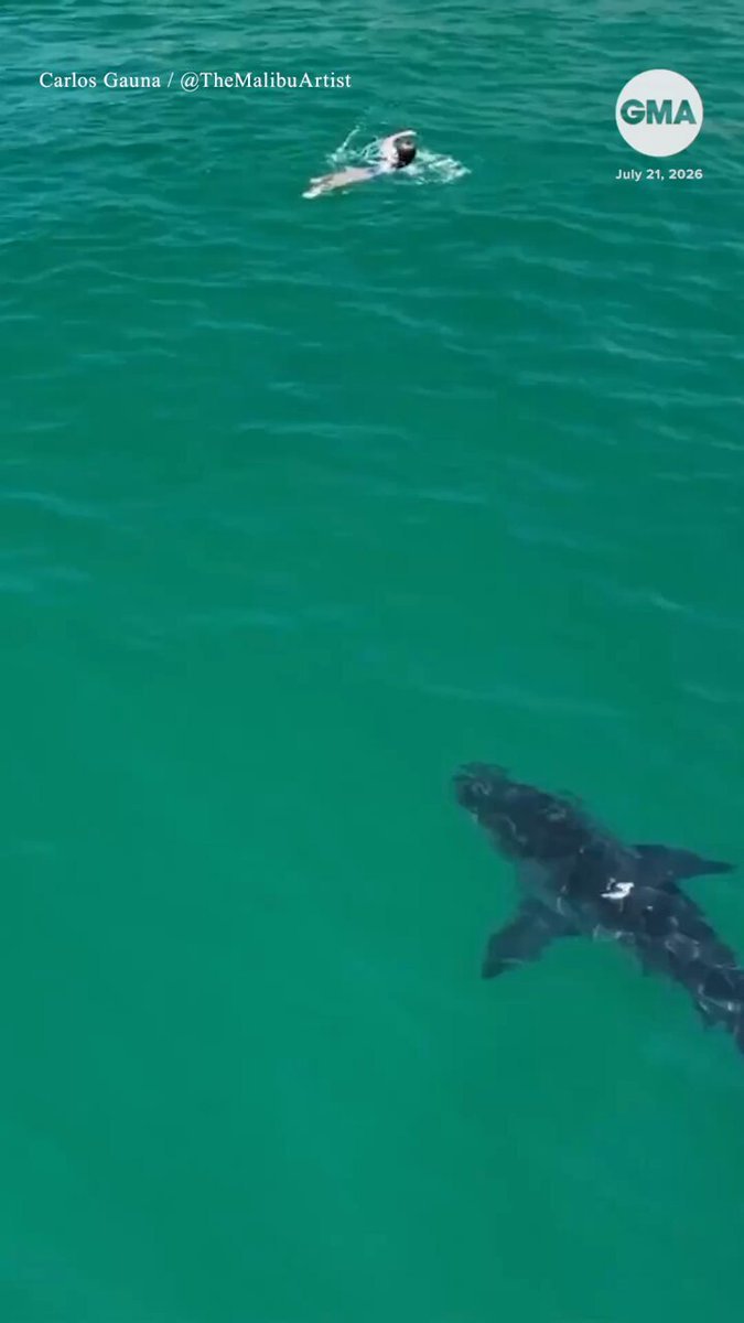 Un grand requin blanc de 10 pieds a été capturé sur des images de drone nageant de manière alarmante près…