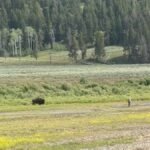 Un homme pêchant dans le parc national de Yellowstone ne semblait pas se rendre compte qu'un bison…