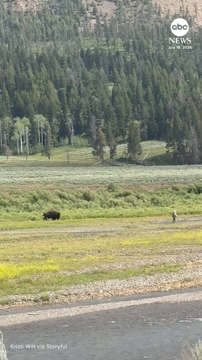 Un homme pêchant dans le parc national de Yellowstone ne semblait pas se rendre compte qu'un bison…