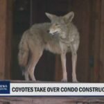 Une meute d'au moins six coyotes, dont trois chiots, a investi un chantier de construction d'immeubles en…
