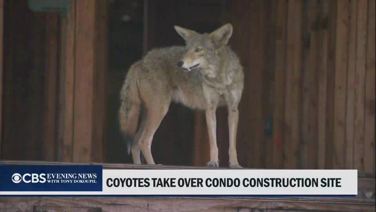 Une meute d'au moins six coyotes, dont trois chiots, a investi un chantier de construction d'immeubles en…