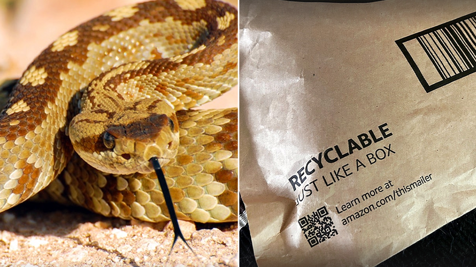 Un enfant californien mordu par un serpent à sonnette se cachant sous un colis Amazon au milieu de la saison active des serpents