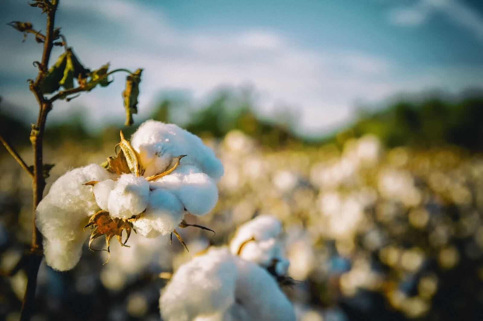 Le coton reste en hausse lundi midi
