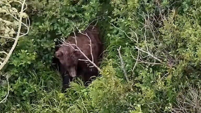 Une femme attaquée par un ours brun lors d'une randonnée avec un ami et 3 chiens près du parc d'État de l'Alaska