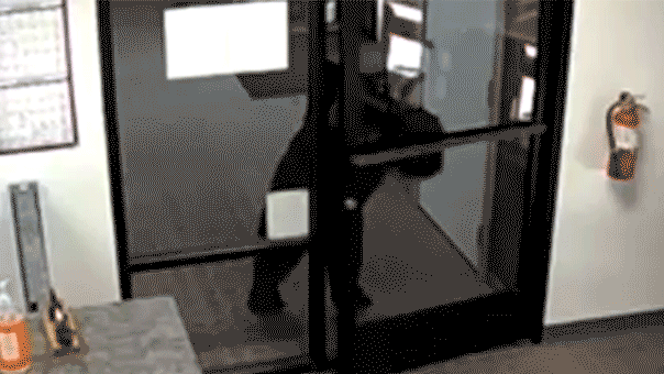 Un ours noir filmé en train d'errer dans le bureau du district des eaux de Californie après avoir poussé la porte d'entrée ouverte