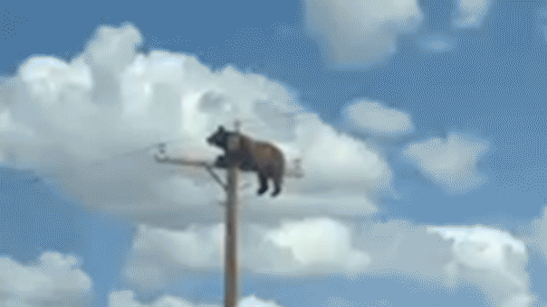 Un ours filmé perché au sommet d'un poteau électrique au Nouveau-Mexique avant de subir une électrocution mortelle