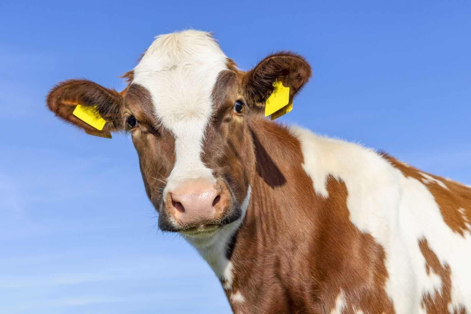 L’énigme du bétail