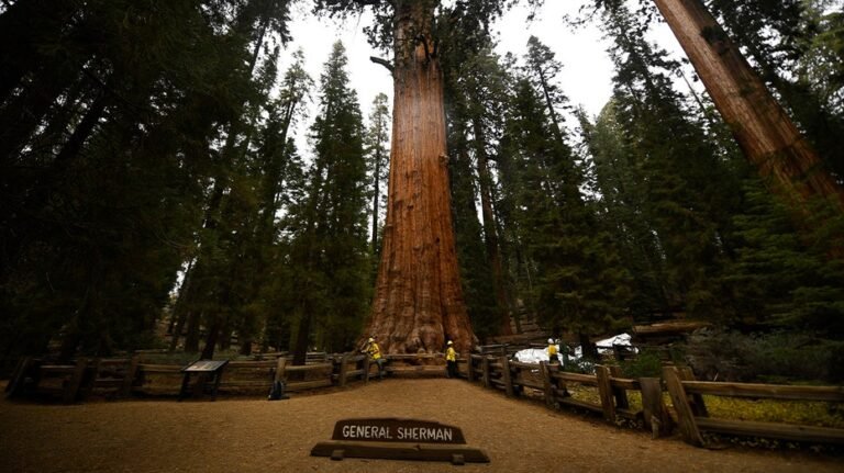 Un homme du Nevada décède sur le célèbre sentier du parc national Sequoia après une urgence soudaine