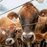 Les États-Unis vont reprendre les importations de bovins mexicains après une interdiction d'un an contre la lucilie bouchère