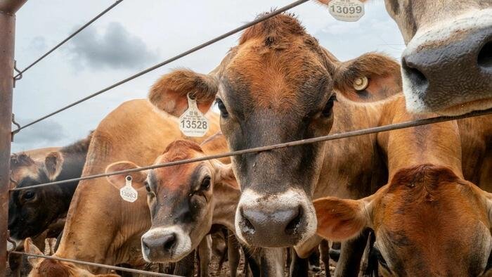 Les États-Unis vont reprendre les importations de bovins mexicains après une interdiction d'un an contre la lucilie bouchère