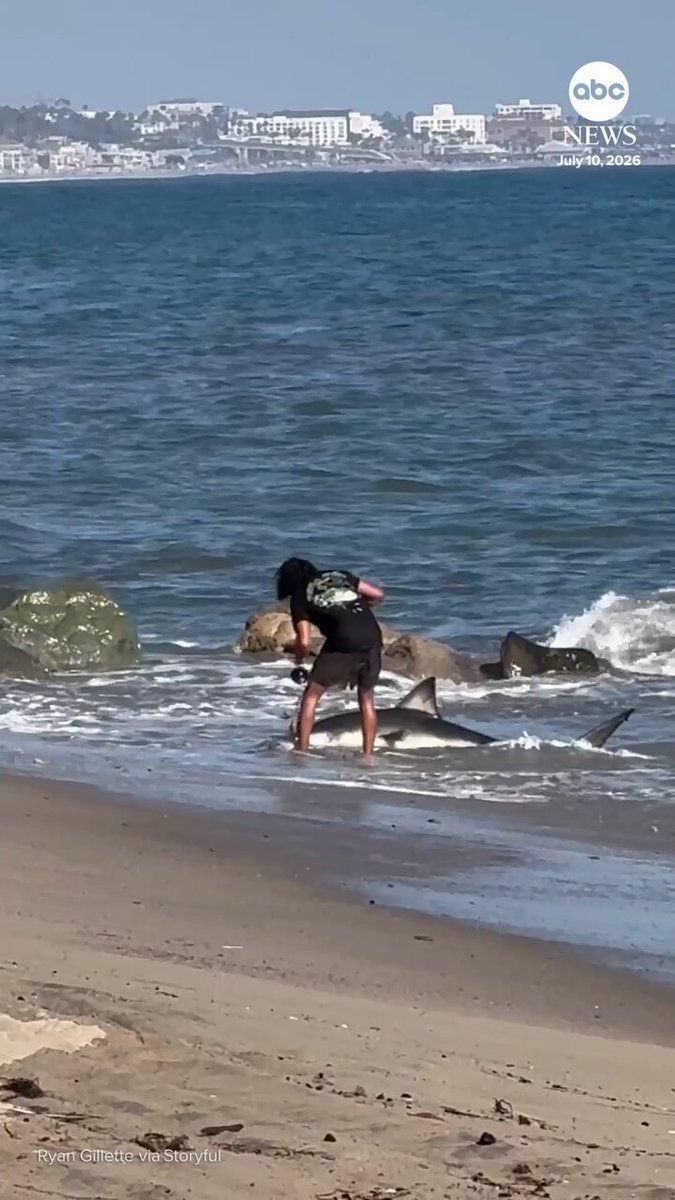 Un pêcheur a été vu en train de relâcher un requin dans l'océan après l'avoir ramené sur une plage de Los…