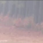 Des cerfs fuient les incendies de forêt en Gironde.