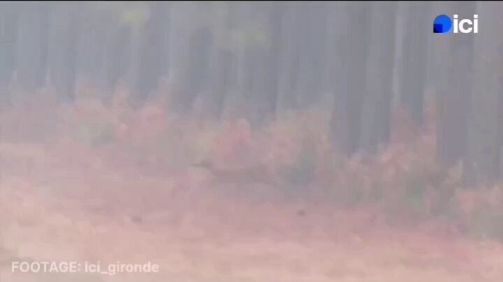 Des cerfs fuient les incendies de forêt en Gironde.