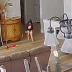 Dans l’Idaho, un enfant de 3 ans s’est glissé par la porte arrière de sa maison et a couru pieds nus…