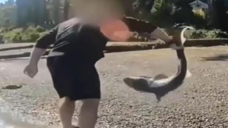 Un homme accusé d'avoir « lutté » illégalement contre des requins protégés dans l'État de Washington après des mois d'enquête