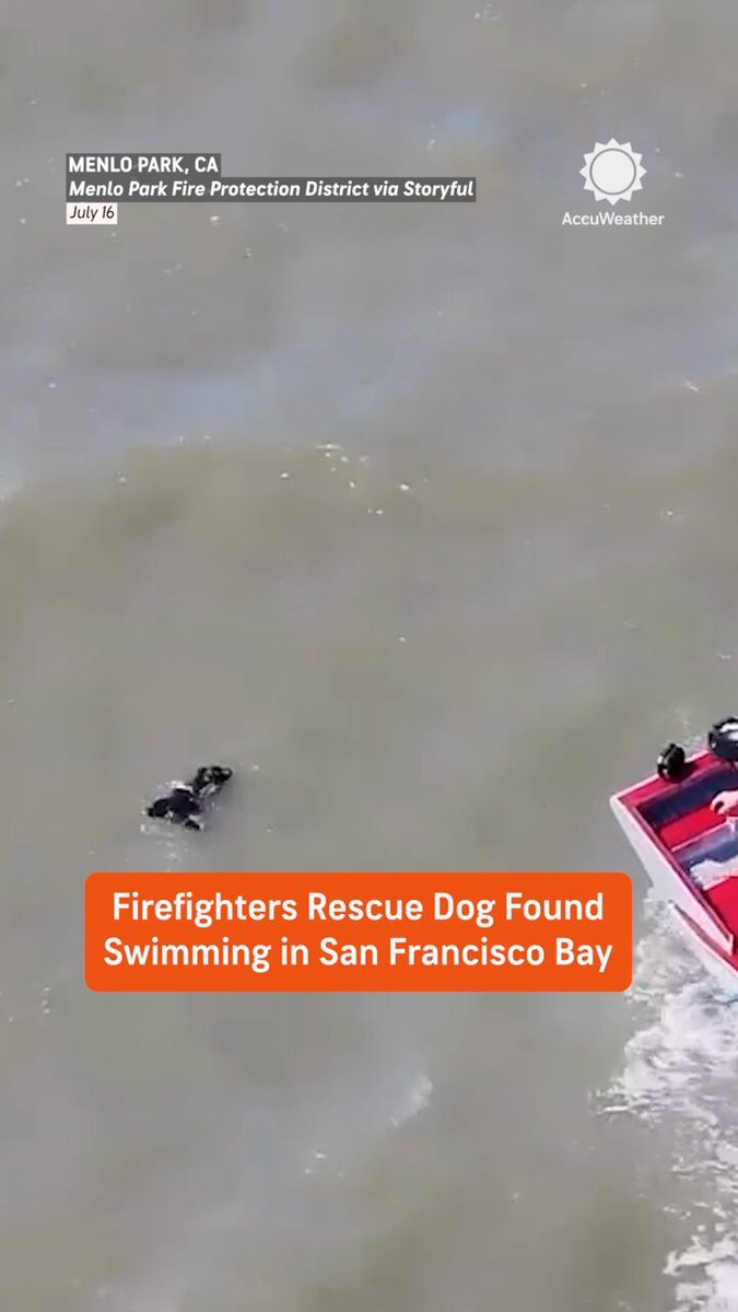 Les pompiers ont secouru un chien retrouvé en train de nager dans la baie de San Francisco.