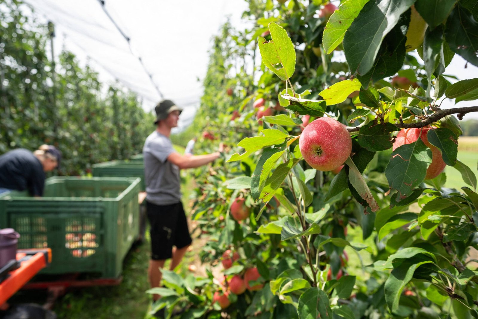Un grand producteur de fruits licencie près de 1 000 travailleurs
