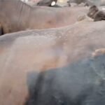 Les éleveurs ont fait courir près de 150 vaches dans les rues de Conconully, dans l'État de Washington,…