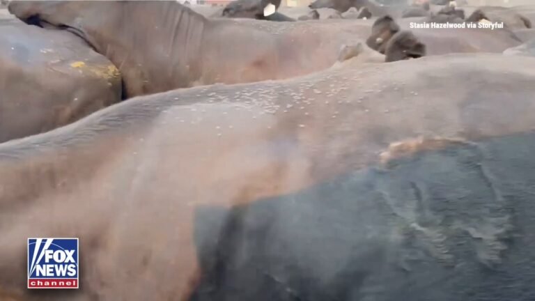 Les éleveurs évacuent près de 150 vaches alors que l'incendie rapide de Sinlahekin se rapproche de la…