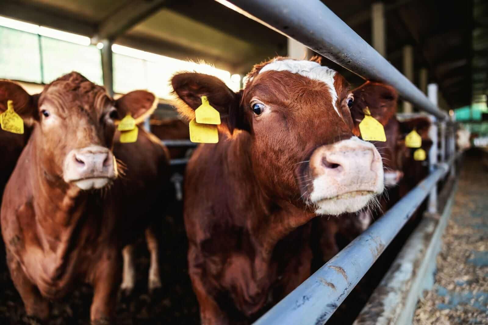 Les prix à terme des bovins vivants d'octobre viennent d'atteindre un sommet en trois semaines. Une opportunité d’achat pourrait être en vue.