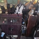 La police sauve 60 chats et chatons d'un voilier abandonné au large de la plage de Washington après une opération de 6 jours