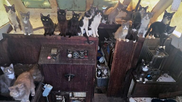 La police sauve 60 chats et chatons d'un voilier abandonné au large de la plage de Washington après une opération de 6 jours