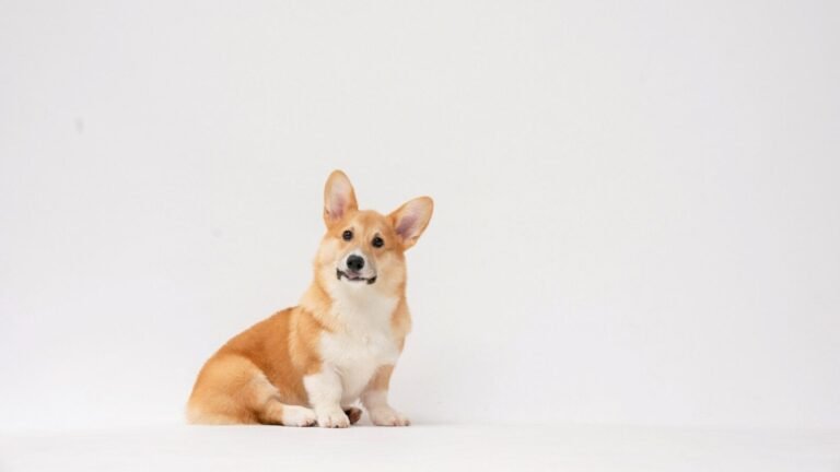 Comment Corgi Funds prévoit de chasser les meilleurs chiens de Wall Street