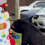 Un ours affamé a été filmé en train de s'introduire dans un distributeur automatique de bonbons à la gelée…