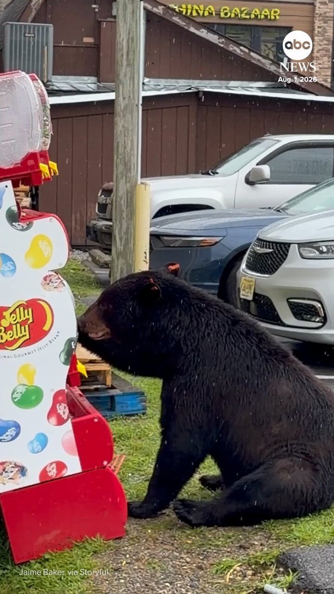 Un ours affamé a été filmé en train de s'introduire dans un distributeur automatique de bonbons à la gelée…