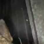 Un K-9 de Tsahal court à travers les sombres tunnels souterrains de la terreur à Gaza avec une caméra…